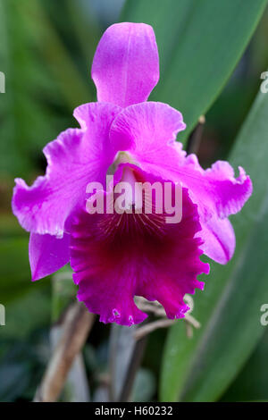 Orchid (Cattleya windemere) Stock Photo