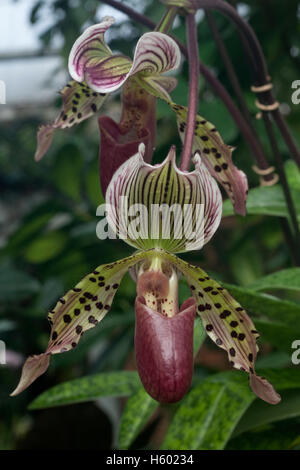 Lady's Slipper (Paphiopedilum i ansoni), blossom, flower Stock Photo