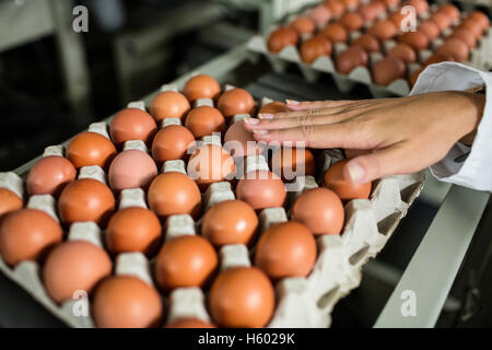 Close-up of female staff examine eggs Stock Photo