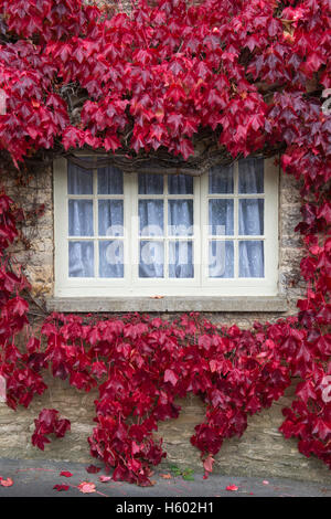 Parthenocissus tricuspidata. Boston Ivy / Japanese Creeper covering a cottage in Coln St Aldwyns. Cotswolds, Gloucestershire, UK Stock Photo