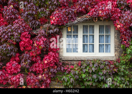 Parthenocissus tricuspidata. Boston Ivy / Japanese Creeper covering a cottage in Coln St Aldwyns. Cotswolds, Gloucestershire, UK Stock Photo