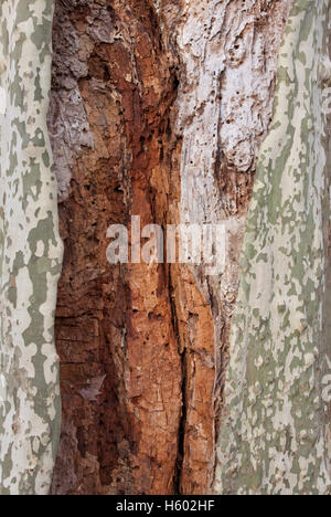 Tree trunk of a Sycamore (Platanus), plane tree, wood worm, infested wood, tree, Baden-Wuerttemberg Stock Photo