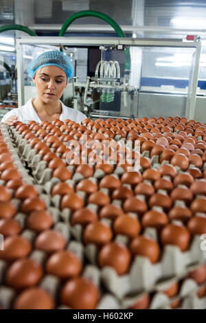 Attentive female staff examine eggs Stock Photo