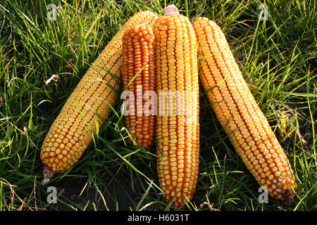 Detail of dry corn on the cob Stock Photo