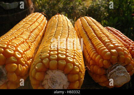 Detail of dry corn on the cob Stock Photo