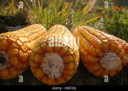 Detail of dry corn on the cob Stock Photo