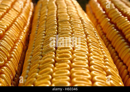 Detail of dry corn on the cob Stock Photo