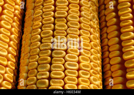 Detail of dry corn on the cob Stock Photo