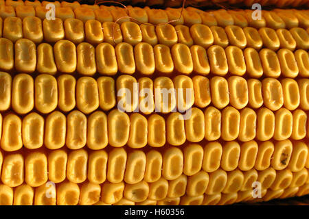 Detail of dry corn on the cob Stock Photo