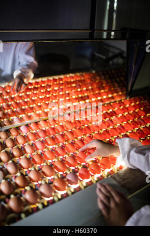 Female staff examining eggs in lighting control quality Stock Photo