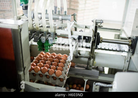 Eggs moving on the production line Stock Photo