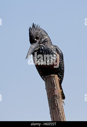 Giant kingfisher perched on post fishing Lake Naivasha Kenya Stock Photo