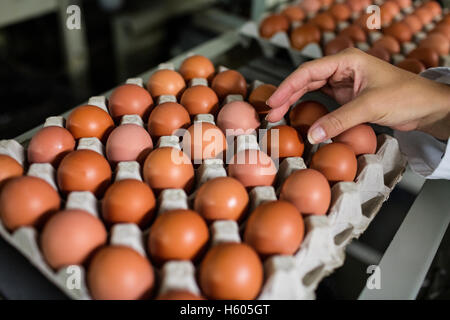 Close-up of female staff examine eggs Stock Photo