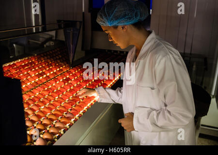 Female staff examining eggs in lighting control quality Stock Photo