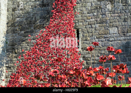 Low angle of Weeping Window art sculpture of ceramic red poppies display in Caernarfon castle walls. Caernarfon Gwynedd Wales UK Stock Photo