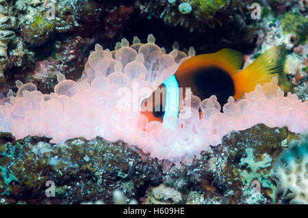 Red and black anemonefish (Amphiprion melanopus) in Bubble tip anemone (Entacmaea quadricolor).  Orange/red fluorescing.  The te Stock Photo