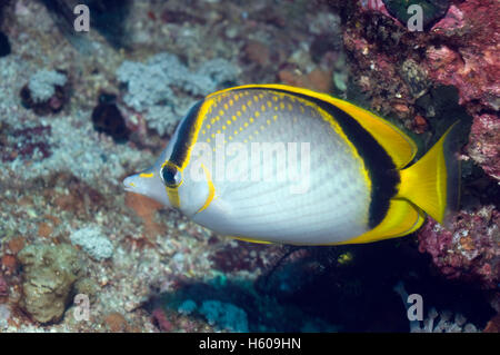 Yellow-dotted butterflyfish (Chaetodon selene).  Indonesia. Stock Photo
