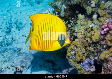 Golden butterflyfish [Chaetodon semilarvatus] on coral reef.  Egypt, Red Sea. Stock Photo
