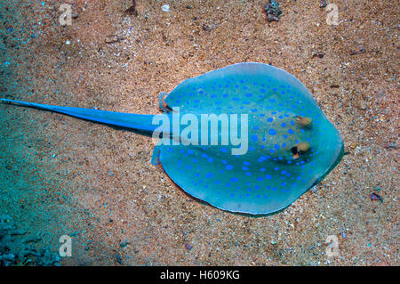 Bluespotted ribbontail ray (Taeniura lymna).  Egypt, Red Sea. Stock Photo