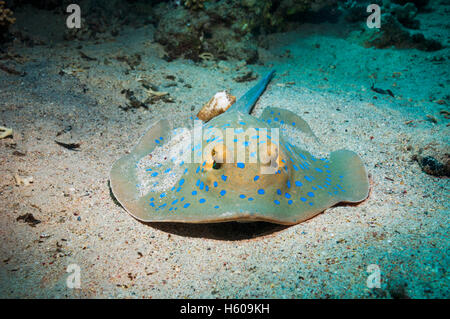 Bluespotted ribbontail ray (Taeniura lymna) lying on sandy bottom.  Egypt,  Red Sea. Stock Photo