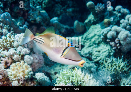 Picasso triggerfish or Arabian picasso triggerfish (Rhinecanthus assasi) feeding.  Western Indian Ocean, including the Red Sea a Stock Photo