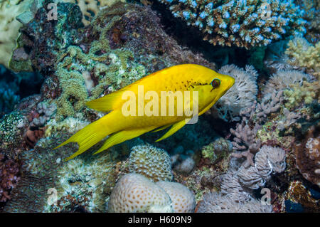 Slingjaw wrasse (Epibulus insidiator), female.  Egypt, Red Sea Stock Photo