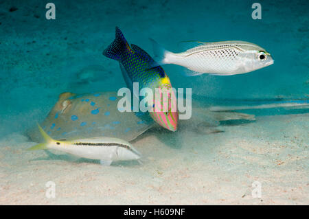 A Checkerboard wrasse (Halichoeres hortulanus), a Dash-and-dot goatfish (Parupeneus barbarinus) and an Arabian monocle bream (Sc Stock Photo