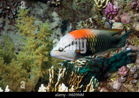 Slingjaw wrasse (Epibulus insidiator), male, swimming over coral reef.  Egypt, Red Sea. Stock Photo