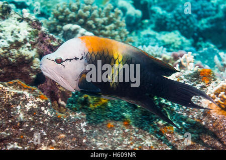 Slingjaw wrasse [Epibulus insidiator], male.  Egypt, Red Sea. Stock Photo