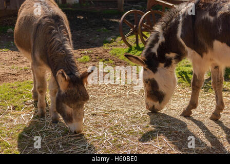 2 donkeys grazing on hay in a holding yard on a sunny day Stock Photo