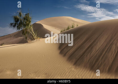 Black saxual trees and barchan dunes at Singing Sand Dune Altyn Emel National Park Kazakhstan Stock Photo