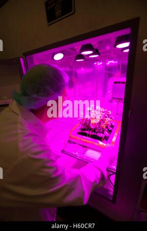 A Vencore engineer removes zinnia plants from a controlled environment chamber at the Kennedy Space Center Space Station Processing Facility February 11, 2016. These plants serve as the ground control group for a growth experiment being conducted on the International Space Station. Stock Photo