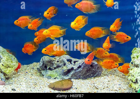 Photo of aquarium fish red parrot cichlid Stock Photo