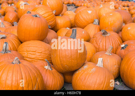 Pumpkins displayed on pallets for sale at local store. Stock Photo