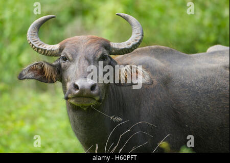 Wild water buffalo, Bubalus bubalus, Yala National Park, Sri Lanka Stock Photo