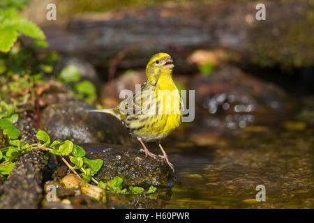 European serin (Serinus serinus) drinking water from brook Stock Photo