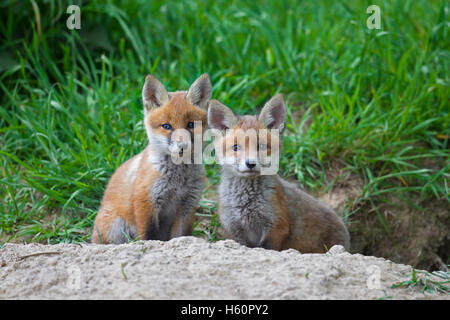 Two cute red fox ( Vulpes vulpes) cubs / kits sitting at entrance of den in meadow in spring Stock Photo