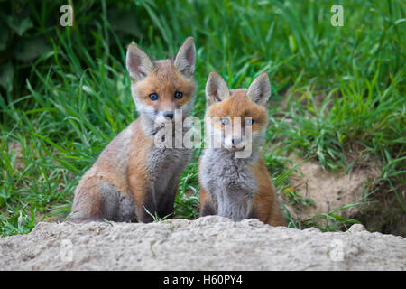 Two cute red fox ( Vulpes vulpes) cubs / kits sitting at entrance of den in meadow in spring Stock Photo