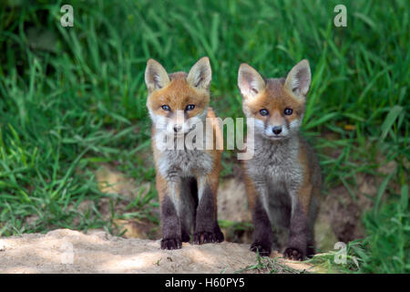 Two cute red fox ( Vulpes vulpes) cubs / kits sitting at entrance of den in meadow in spring Stock Photo