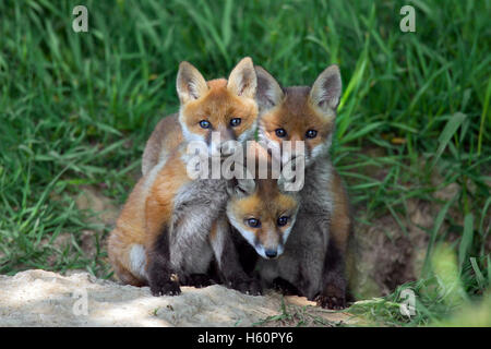 Three cute red fox ( Vulpes vulpes) cubs / kits sitting at entrance of den in meadow in spring Stock Photo