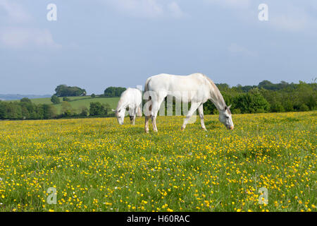 Two white horses grazing on a lush field covered with yellow flowers and grass Stock Photo