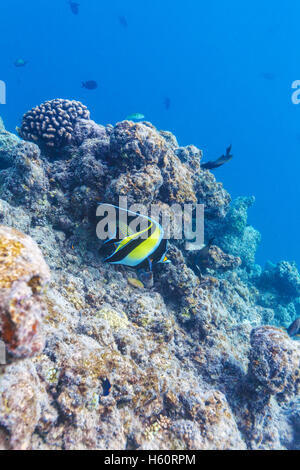 Moorish idol fish in shallow water near the corals on the seabed, Maldives Stock Photo