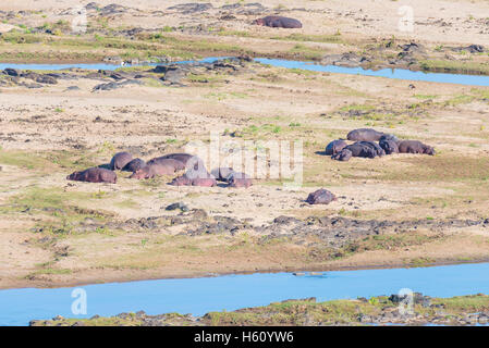 Hippos on riverbank in the Kruger National Park, famous travel destination in South Africa. Stock Photo