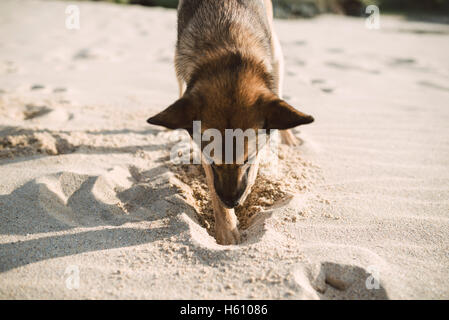 Mongrel dog digging in the sand of the beach. Stock Photo