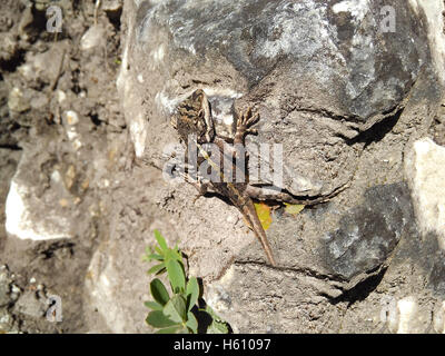 Graceful green lizard predator basks on rock in sun. Stock Photo