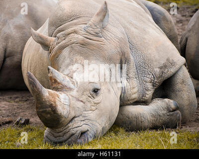 Horizontal close up portrait of a Southern White Rhinoceros. Stock Photo