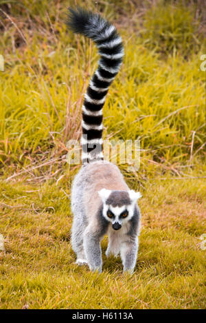 Vertical close up of a ring-tailed Lemur. Stock Photo