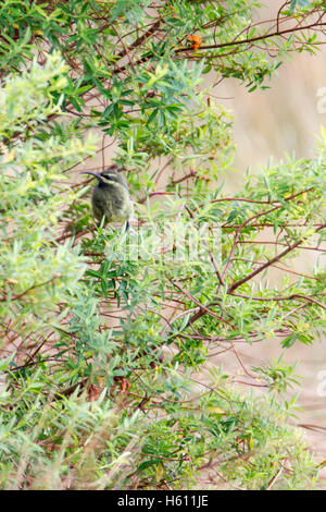 Tacazze Sunbird, Nectarinia tacazze,  a female bird in a bush, Aberdare National Park Kenya Africa Stock Photo