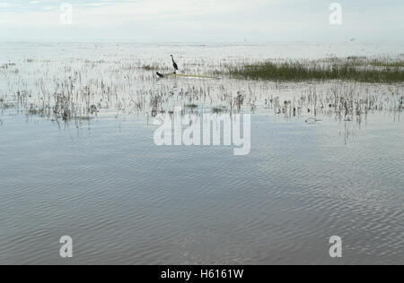 Sunny coastal view of high tide flooded saltmarsh with grey heron standing on a tree trunk log, Fairhaven, Lytham, UK Stock Photo