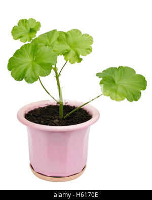 Young plant of a indoor Geranium in a pink plastic pot. Isloated Stock Photo